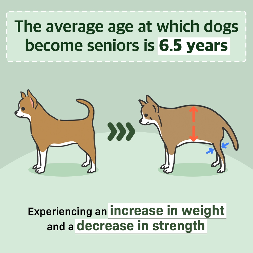 [Doctor By COLOSTRUM PROTEIN] การดูแลกล้ามเนื้อสุนัขและภูมิคุ้มกัน (30 แท่ง) - รูปที่ 2
