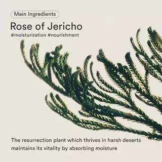 [Abib] เซ็ตดูแลผิว Jericho Rose – เพื่อความชุ่มชื้น & ความกระชับ