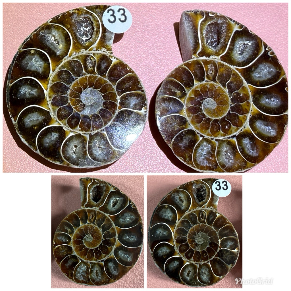 Ammolite/ Slice Ammolite/ Fossil/ 彩