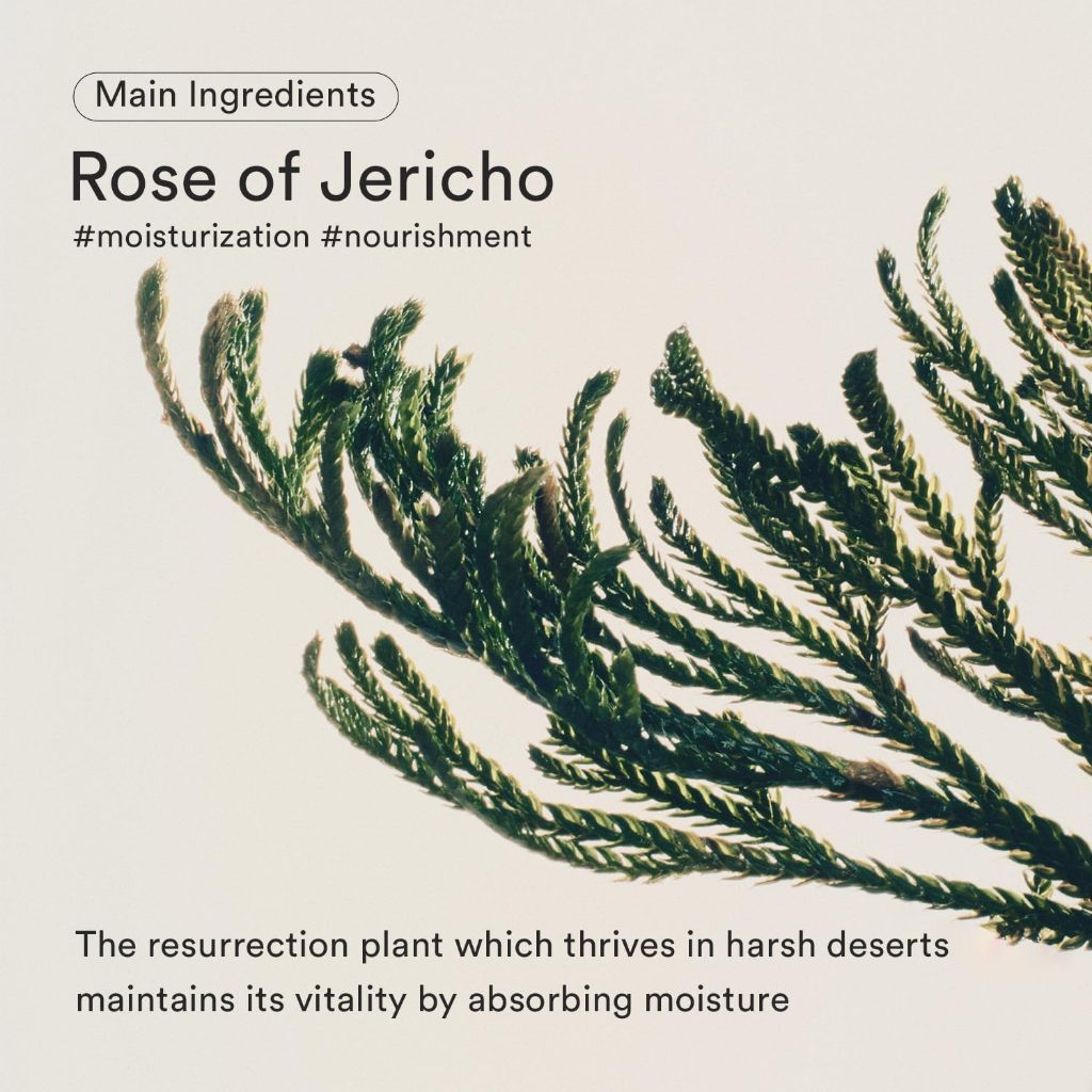 [Abib] Jericho rose Bifida Serum Firming drop 50ml - รูปที่ 2