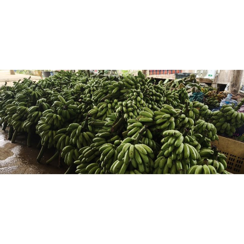 กล้วยหอม กล้วยหอมส้ม ปลอดสาร ส่งตรงจากชาวสวน จังหวัดเลย 100% ทางร้านจัดส่งเป็นกล้วยดิบ
