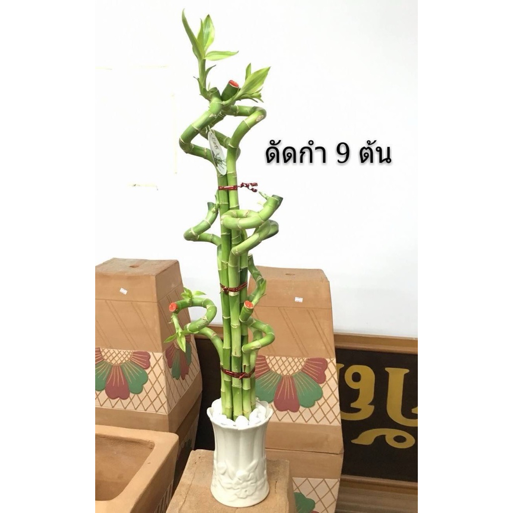 ไผ่กวนอิมแบบดัด 9 ต้น