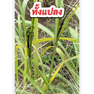 ขนาด 1 ลิตร เลโอฟอส บาก้า กรดฟอสโฟนิคสารแก้ปัญหาเชื้อรา โรคแส้ดำในไร่อ้อย