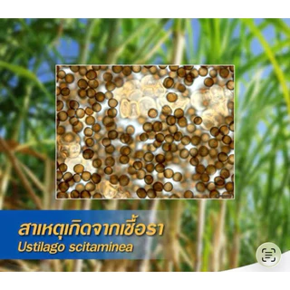 ขนาด 1 ลิตร เลโอฟอส บาก้า กรดฟอสโฟนิคสารแก้ปัญหาเชื้อรา โรคแส้ดำในไร่อ้อย
