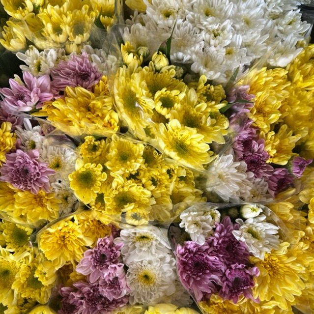 [ส่งใน2ชม] ดอกมัม (Chrysanthemum) สด | กำใหญ่-กำเล็ก สำหรับจัดช่อ ไหว้พระ งานมงคล เบญจมาศ
