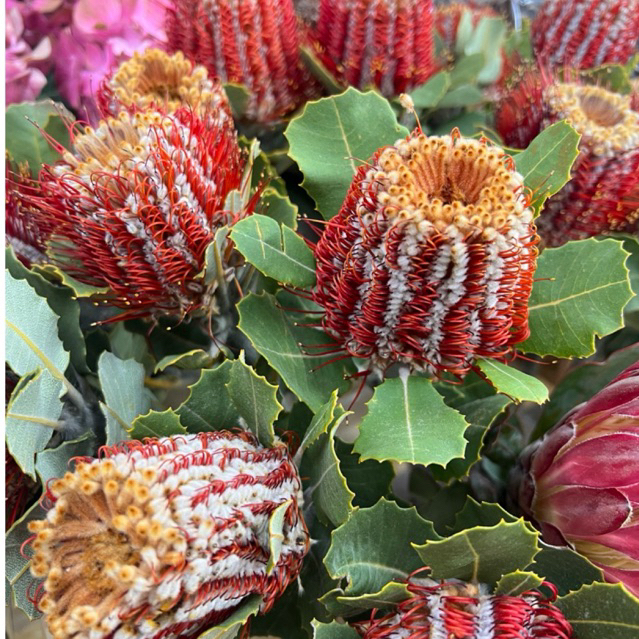 ‼️RARE เช็กก่อนสั่ง 🌺 แบงก์เซีย (Banksia) ดอกไม้ป่าออสเตรเลีย - หายากมาก | ดอกสด