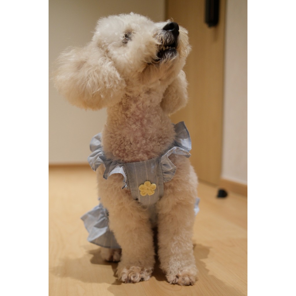 Pawhaus Daisy Dreams Dress Dog/Cat Dress, Pet Fashion Korean Pet Dress