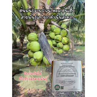 มะพร้าวน้ำหอมต้นเตี้ย ดำเนินสะดวกแท้ พันธุ์แท้ มีใบรับรอง โตไว 3 ปีให้ผล ลูกดก น้ำหวานหอม ปลูกครั้งเดียวคุ้มยาวๆ
