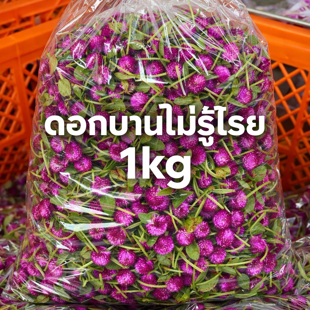 ⏰ ส่งใน2ชม.| พวงมาลัย{ส่งใน 2 ชม.} ดอกบานไม่รู้โรย (ดอกไม้สด) - 1กิโล | 1/2กิโล |1ขีด - พานไหว้ครู พวงมาลัย บานไม่รู้โรย