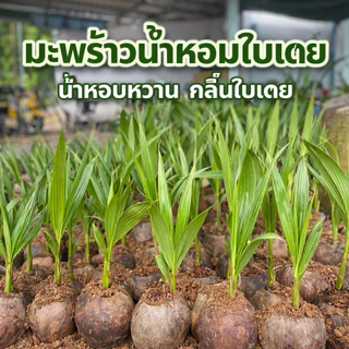 มะพร้าวน้ำหอมใบเตย ต้นเตี้ย น้ำหอมหวานกลิ่นใบเตย