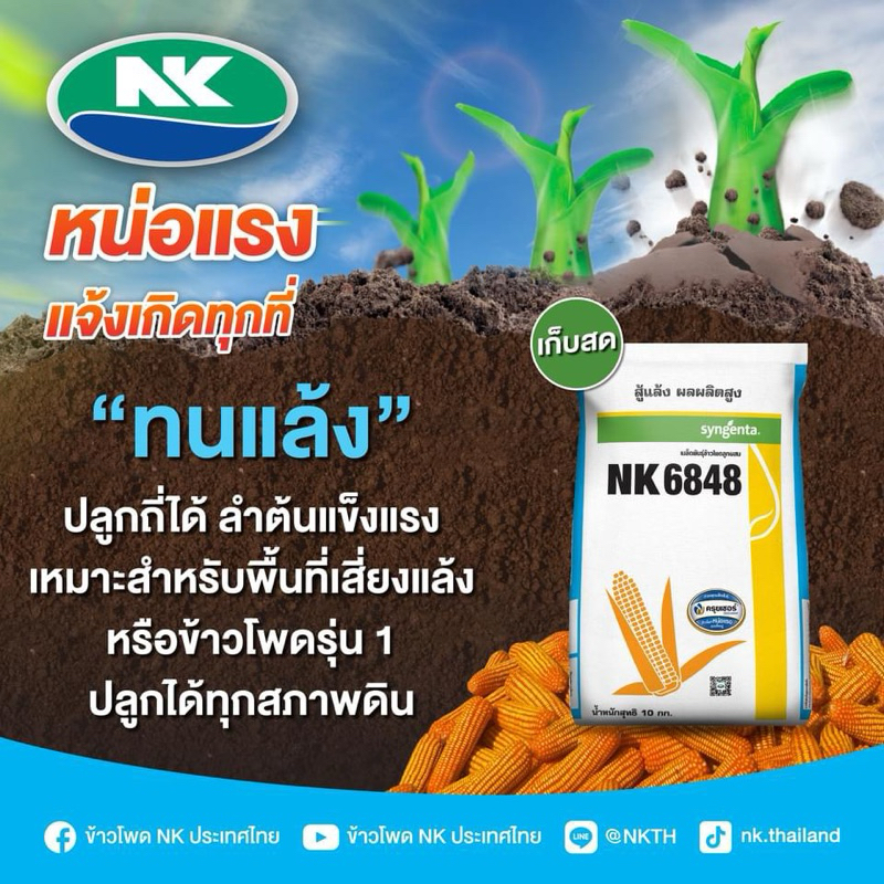เมล็ดพันธุ์ข้าวโพด NK 6848 (3หุน,3.5หุน) ขนาด 10 กก. ทนแล้ง ปลูกถี่ได้ ลำต้นแข็งแรง ปรับตัวได้ดีกับท
