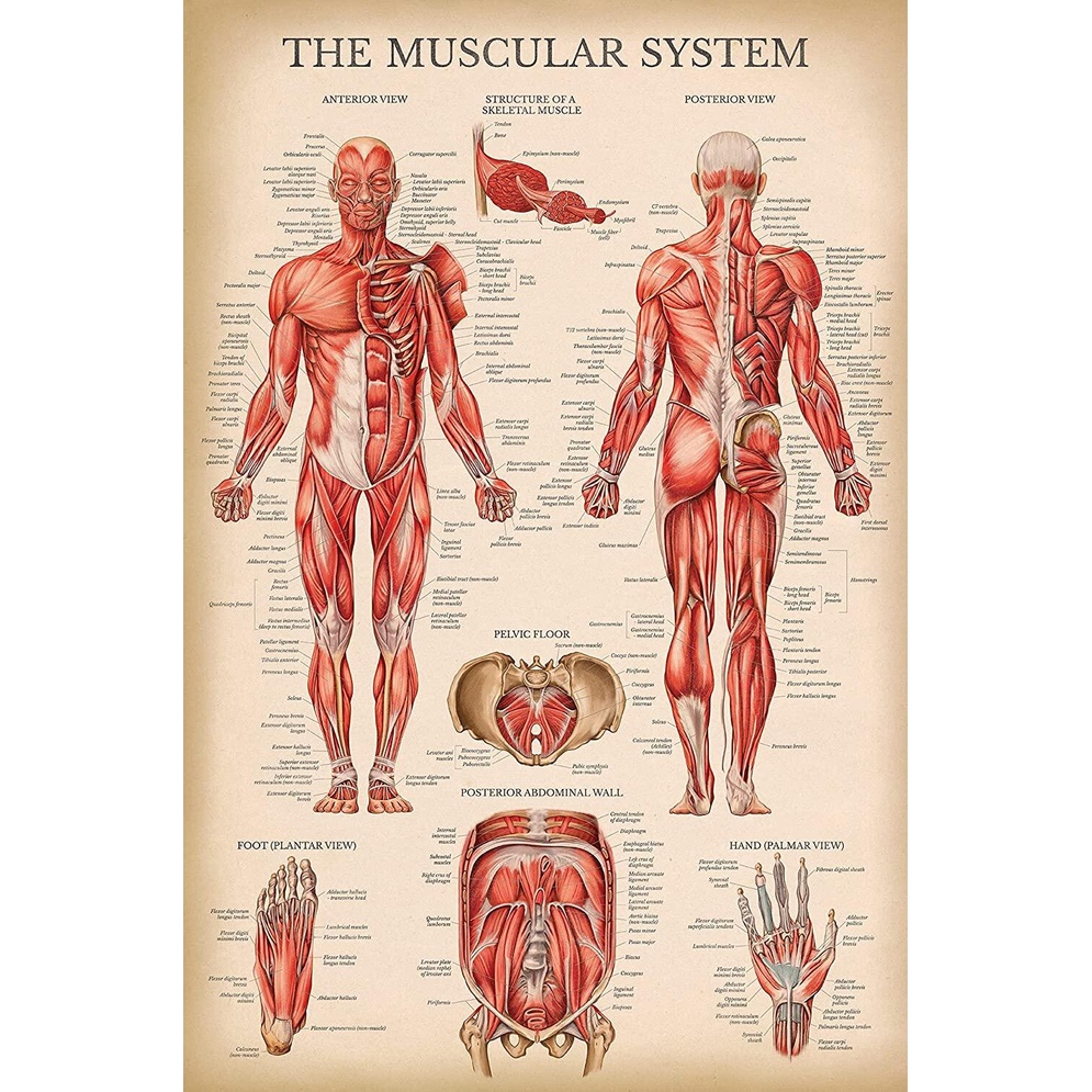 Vintage ระบบกล้ามเนื้อแผนภูมิกายวิภาคของมนุษย์กล้ามเนื้อ Anatomy โปสเตอร์ LAMINATED x