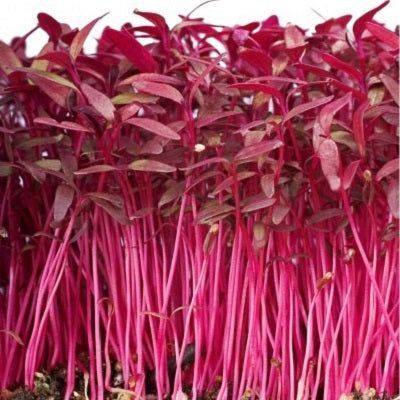 200 เมล็ด ต้นอ่อนผักโขมแดง red amaranth microgreen seeds