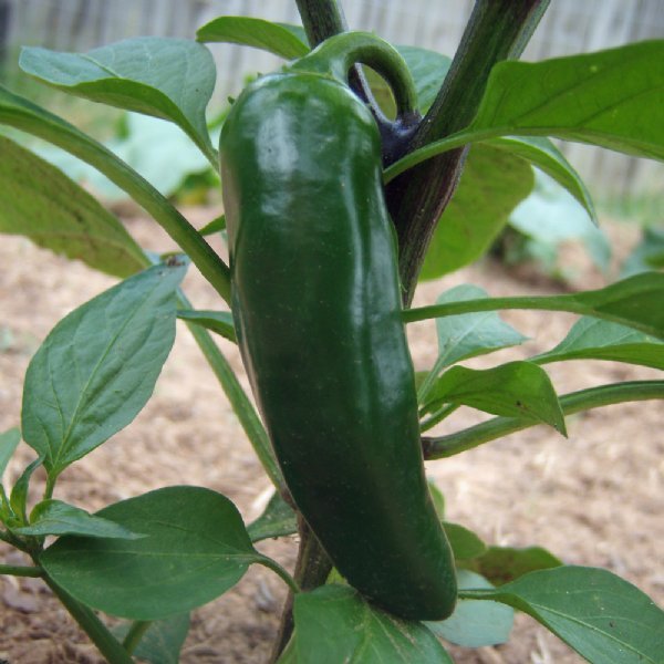 30 เมล็ด พริก Pepper Seeds ปลูกในกระถางได้ สายพันธุ์ Jalapeno Gigantia