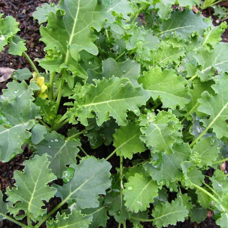 100 เมล็ด คะน้า ผักคะน้า Kale Seeds Non-GMO สายพันธุ์ คะน้าประดับกินใบ ไซบีเรียน Siberian Kale
