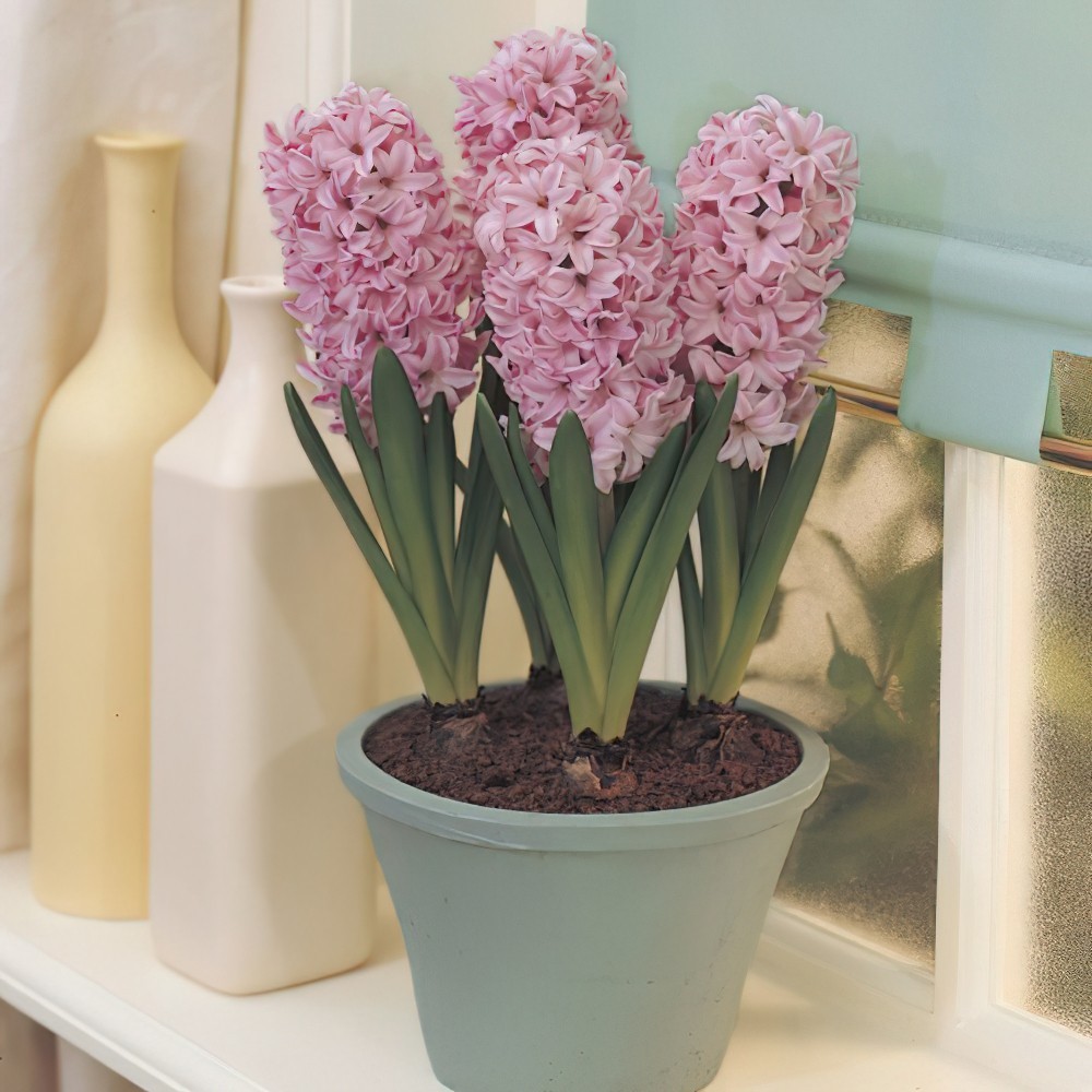 1 หัว ดอกไฮยาซินธ์ Hyacinth สายพันธุ์ PREPARED HYACINTH FONDANT