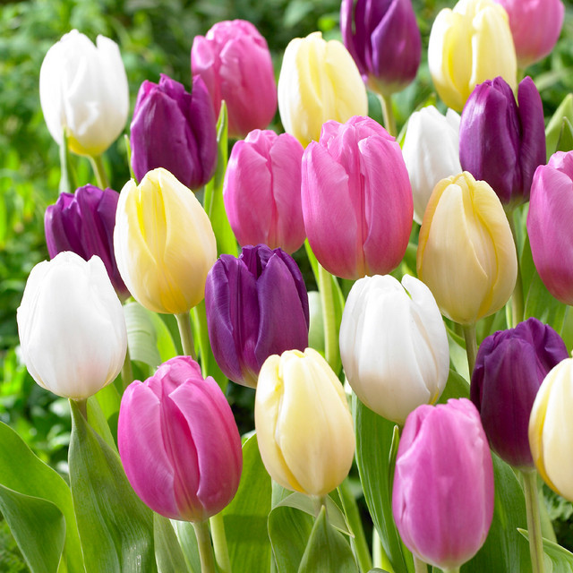 25 เมล็ด ทิวลิป Tulipa สัญลักษณ์ของความรักและความโรแมกติก สายพันธุ์ มิกซ์