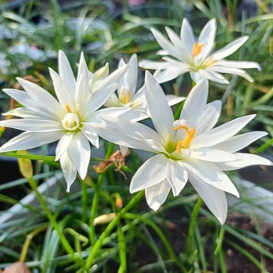 10 หัว บัวดิน บัวสวรรค์ บัวดิน บัวฝรั่ง บัวจีน Zephyr Flower Bulb ประกายแก้ว สีขาวละมุน