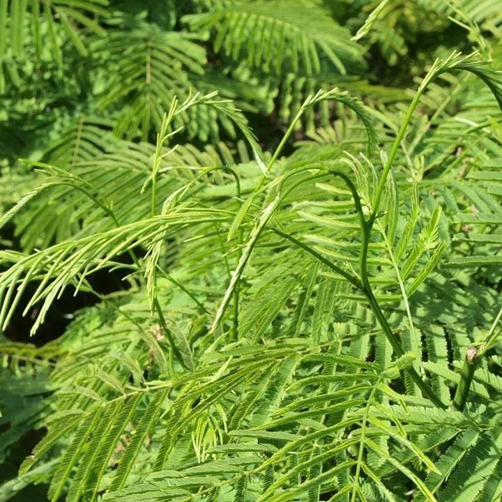 4 เมล็ด ชะอม ผักหละ อม ผักขา พูซูเด๊าะ โพซุยโดะ Acacia pennata Seeds.