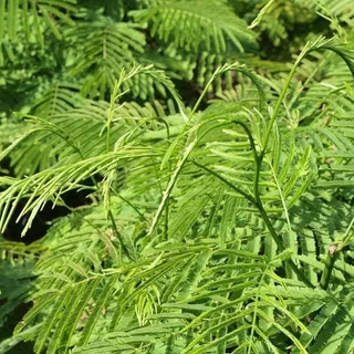 4 เมล็ด ชะอม ผักหละ อม ผักขา พูซูเด๊าะ โพซุยโดะ Acacia pennata Seeds.