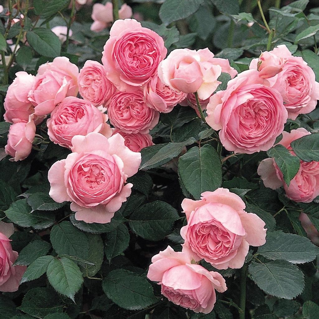 20 เมล็ด กุหลาบ อังกฤษ พันธุ์เลื้อย สีชมพู กุหลาบ Flower Rose seeds
