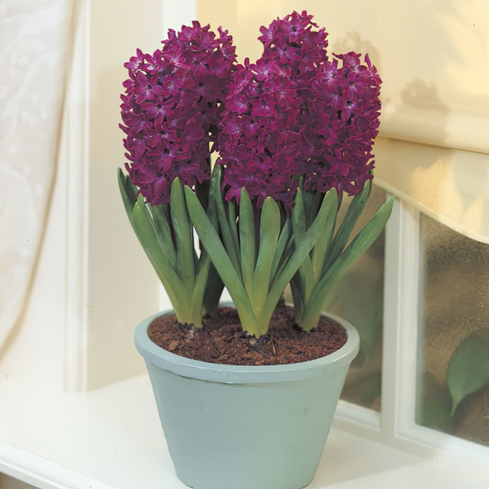 1 หัว ดอกไฮยาซินธ์ Hyacinth สายพันธุ์ PREPARED HYACINTH WOODSTOCK