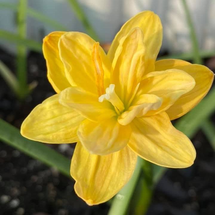10 เมล็ด บัวดิน บัวสวรรค์ บัวดิน บัวฝรั่ง บัวจีน Zephyr Flower Seeds Gold Compass เข็มทิศสีทอง