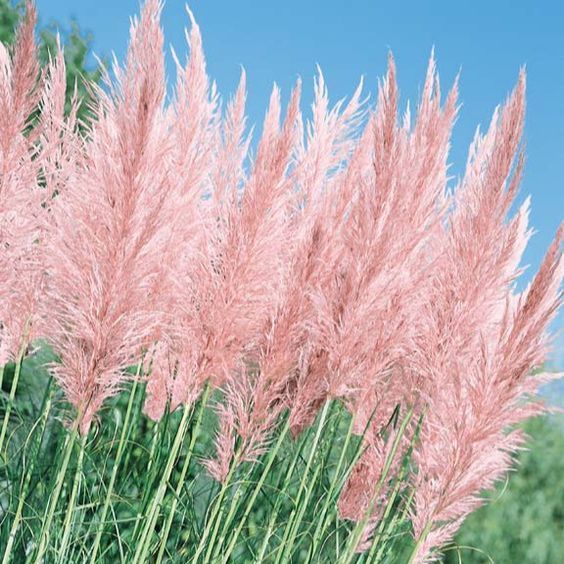 100 เมล็ด หญ้าแพมพัส Pampas grass หรือ สึสึกิ หญ้าประดับ Grass Seeds สี Pink Feather