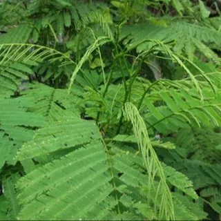 4 เมล็ด ชะอม ผักหละ อม ผักขา พูซูเด๊าะ โพซุยโดะ Acacia pennata Seeds.
