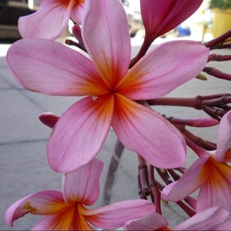 10 เมล็ด ลีลาวดี ลั่นทม Plumeria Seeds สายพันธุ์ Plumeria Pink