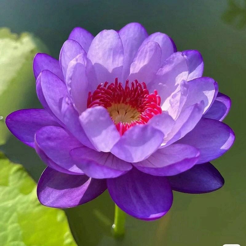 เมล็ดบัว สายพันธุ์ ผันไทยลูกผสม บัวสี water Lily สีม่วงอ่อน 5 เมล็ด