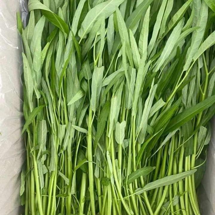 200 เมล็ด ผักบุ้ง ผักทอดยอด กำจร Convolvulaceae Seeds NON-GMO สายพันธุ์ ผักบุ้งจีนใบไผ่