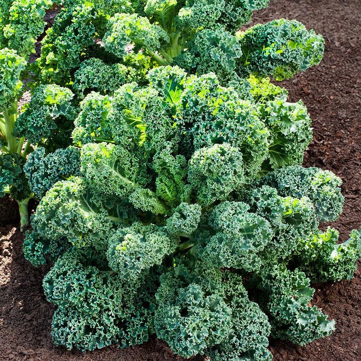 100 เมล็ด คะน้า ผักคะน้า Kale Seeds Non-GMO สายพันธุ์ เคลใบหยิก Curly green Kale