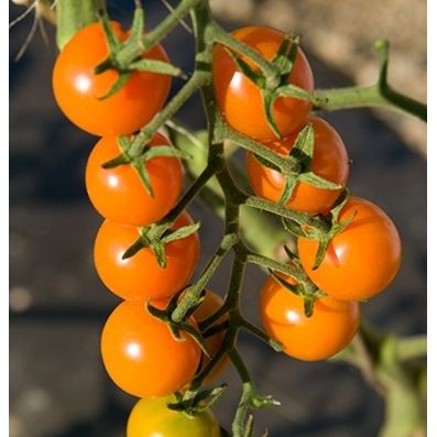 20 เมล็ด มะเขือเทศ Tomato Seeds สายพันธุ์ มะเขือเทศเชอร์รี่ Sungold Cherry Tomato