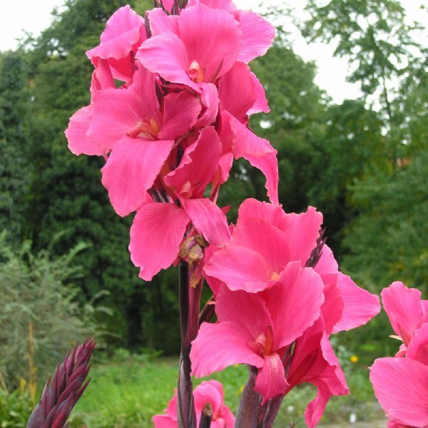 20 เมล็ด ดอกพุทธรักษา สายพันธุ์แคระ Cannaceae Canna Seeds สายพันธุ์ Aprodite