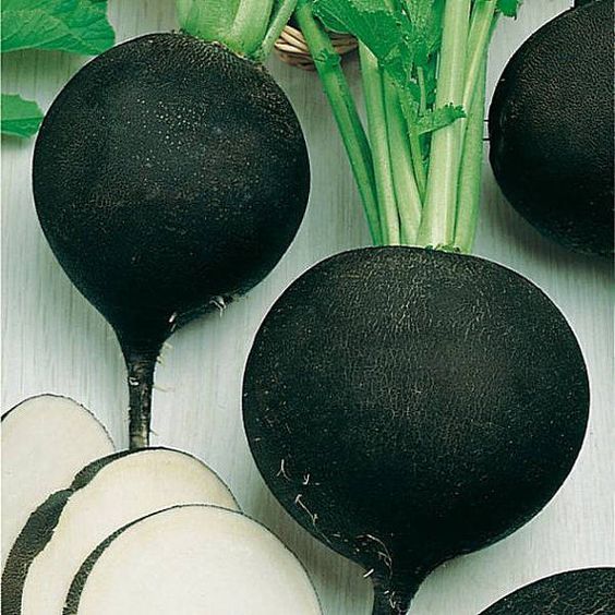 50 เมล็ด แรดิช ผักกาดหัว Radish สายพันธุ์ Black radish