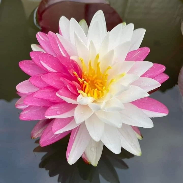 5 เมล็ด ดอกบัว บัว บัวสี Lotus Seeds สายพันธุ์ บัวจักรพงษ์