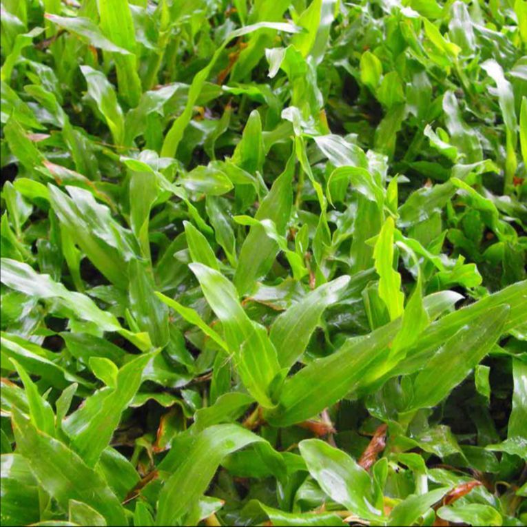 1000 เมล็ด หญ้ามาเลย์ หญ้ามาเลเซีย Malaysia Grass ปลูกเป็นสนาม