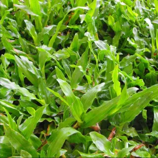 1000 เมล็ด หญ้ามาเลย์ หญ้ามาเลเซีย Malaysia Grass ปลูกเป็นสนาม