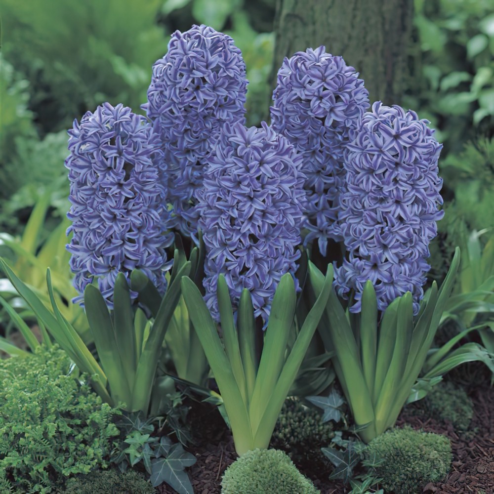 1 หัว ดอกไฮยาซินธ์ Hyacinth สายพันธุ์ BEDDING HYACINTH BLUE JACKET