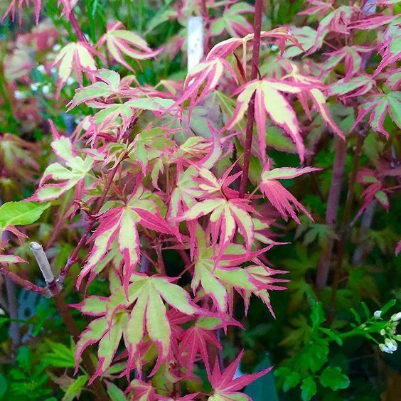 10 เมล็ด เมเปิ้ลญี่ปุ่น ไม้ประดับ ไม้บอนไซ Japanese Maple Seeds สายพันธุ์ Purple Green Japanese