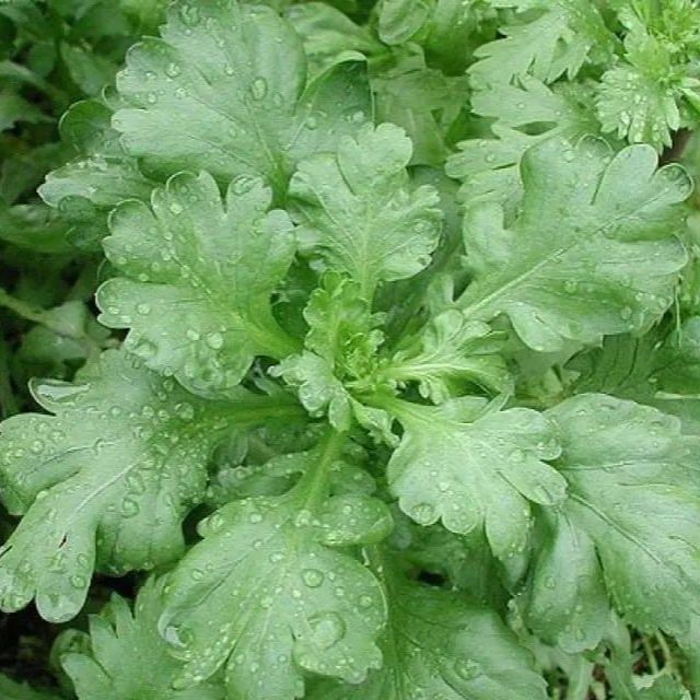 300 เมล็ด ผักตั้งโอ๋ หรือ ตังโอ๋ หรือ ตั่งออ เมล็ดผัก ปลอดสาร Garland Chrysanthemum Seeds