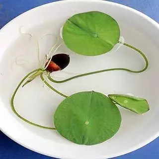 5 เมล็ด ดอกบัว บัว บัวสี Lotus Seeds สายพันธุ์ บัวจักรพงษ์