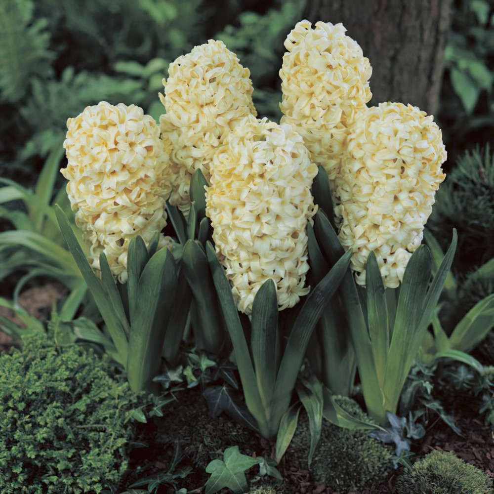 1 หัว ดอกไฮยาซินธ์ Hyacinth สายพันธุ์ HYACINTH CITY OF HAARLEM