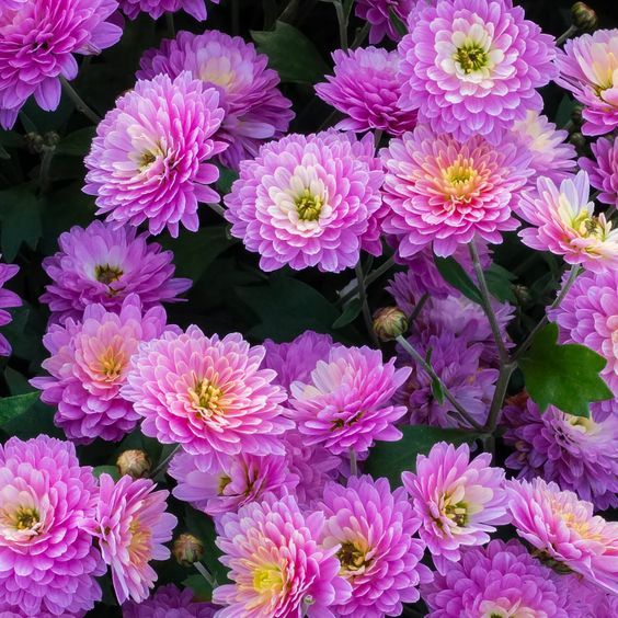 100 เมล็ด เบญจมาศ Chrysanthemum Seeds สายพันธุ์ Orchid Delight Mum