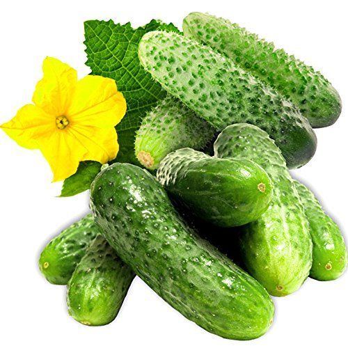 25 เมล็ด แตงกวา แตง Cucumber Seeds สายพันธุ์ Persian Beit Alpha