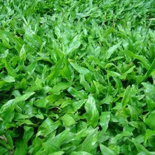 1000 เมล็ด หญ้ามาเลย์ หญ้ามาเลเซีย Malaysia Grass ปลูกเป็นสนาม