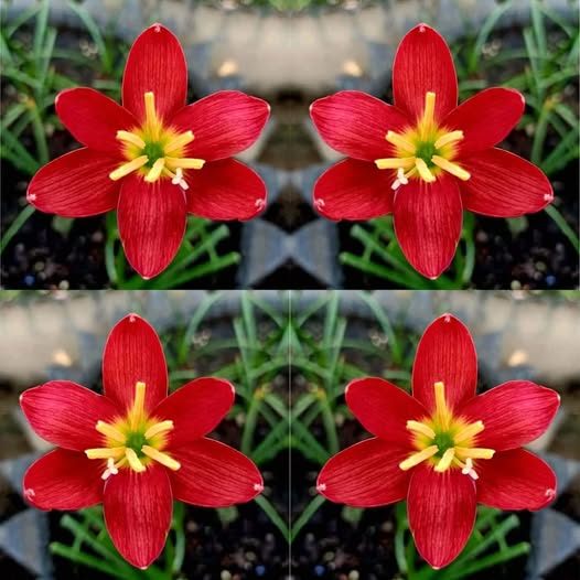 10 เมล็ด บัวดิน บัวสวรรค์ บัวดิน บัวฝรั่ง บัวจีน Zephyr Flower Seeds แดงอโยธยา