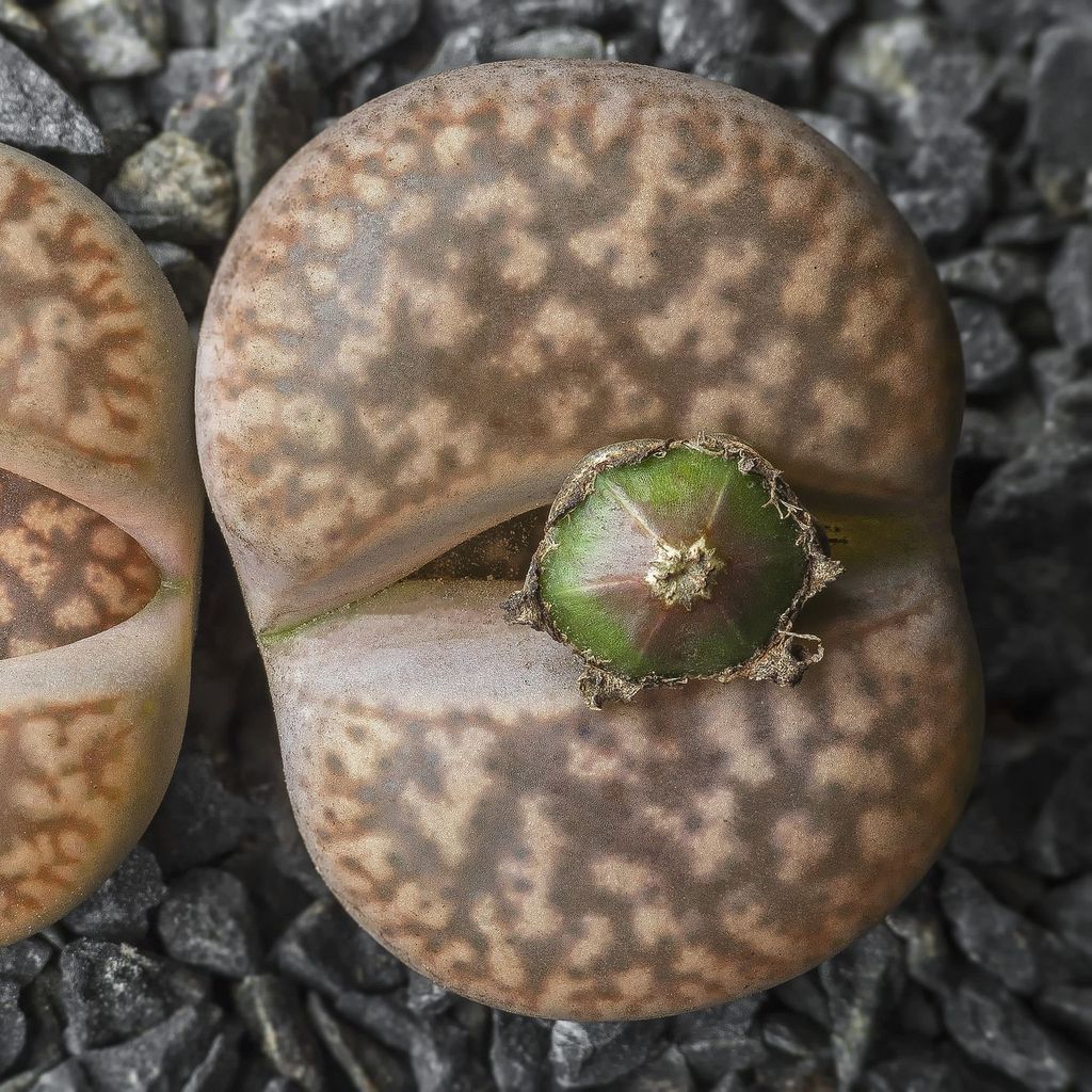 20 เมล็ด ไลทอป Lihops Seeds พืชอวบน้ำ ไม้ก้อนหิน