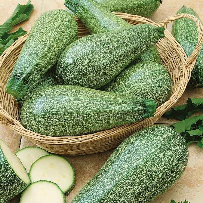 10 เมล็ด ซูกินี หรือ บวบฝรั่ง คอร์เกตต์ Zucchini Seeds สายพันธุ์ Grey Zucchini